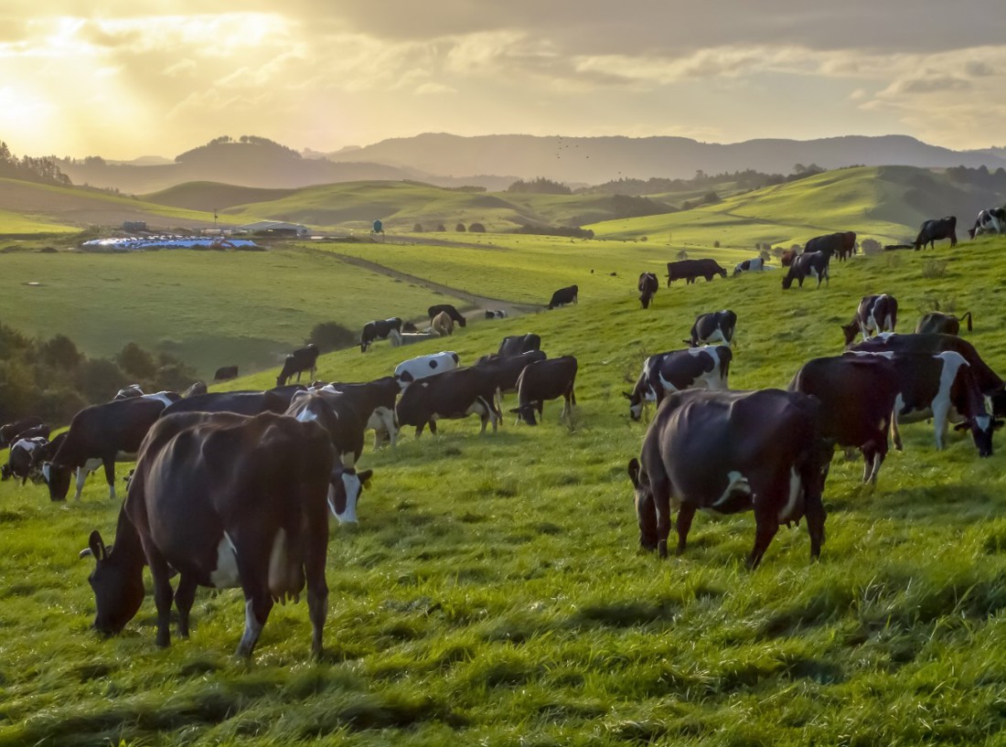 A group of dairy cows grazing on a sloped grass paddock