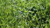 A close-up of a section of a grass paddock with tall fescue and clover.