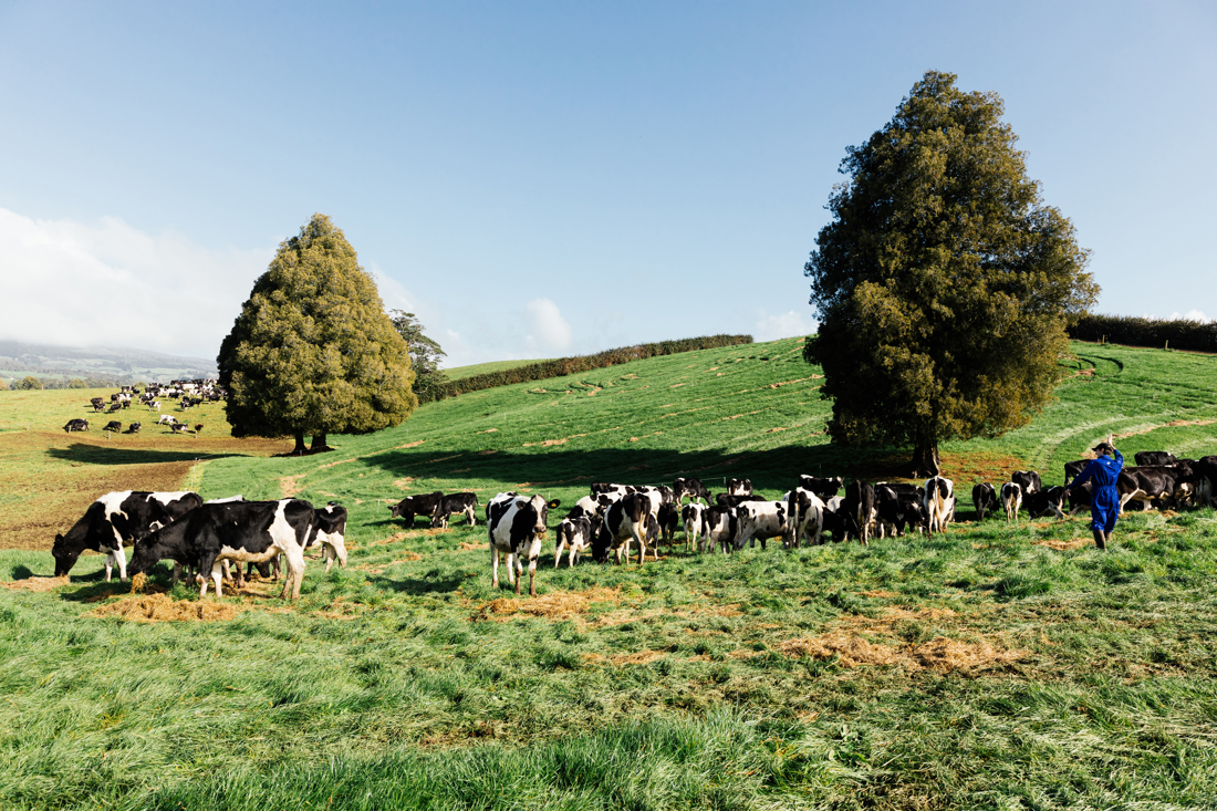 A herd of cows grazing over a green field with a nearby farmer