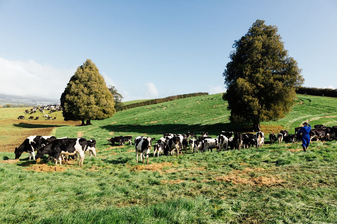 A herd of cows grazing over a green field with a nearby farmer