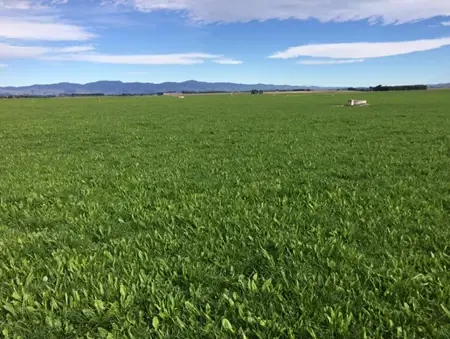 Rathgen Pasture