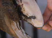 Hoof Wall Crack
