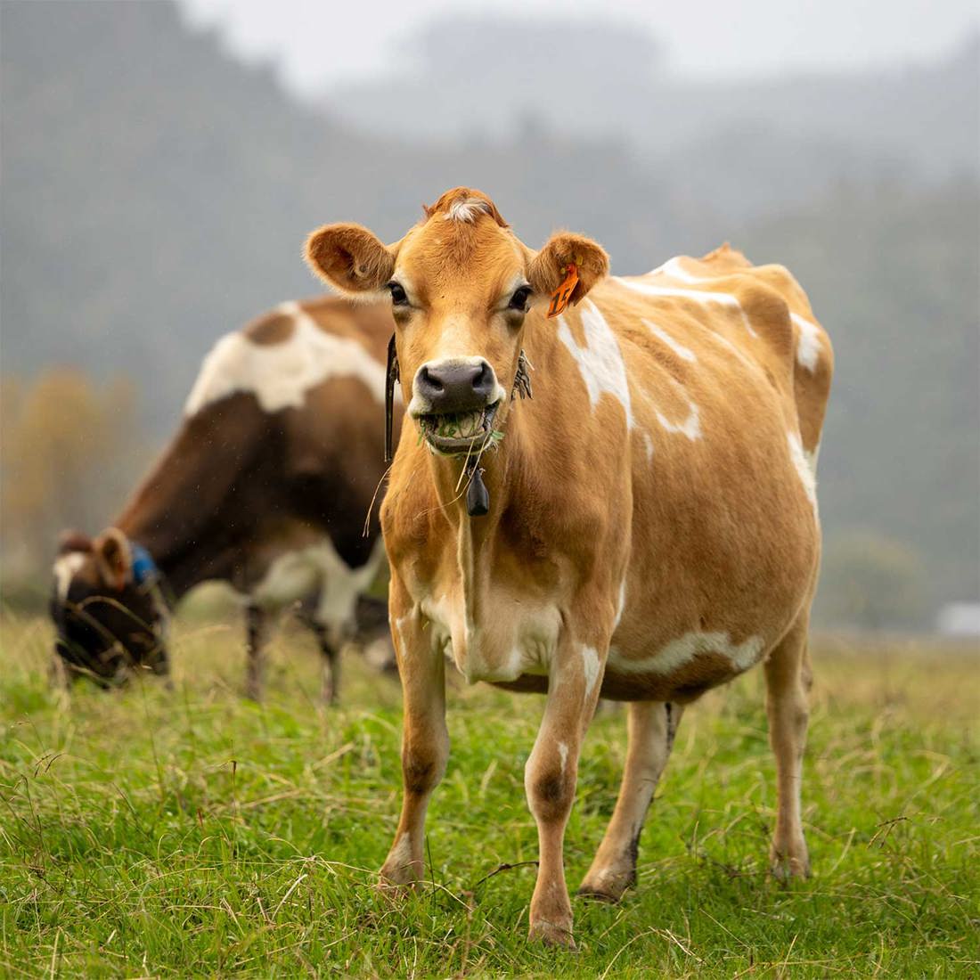 Jersey cow eating grass