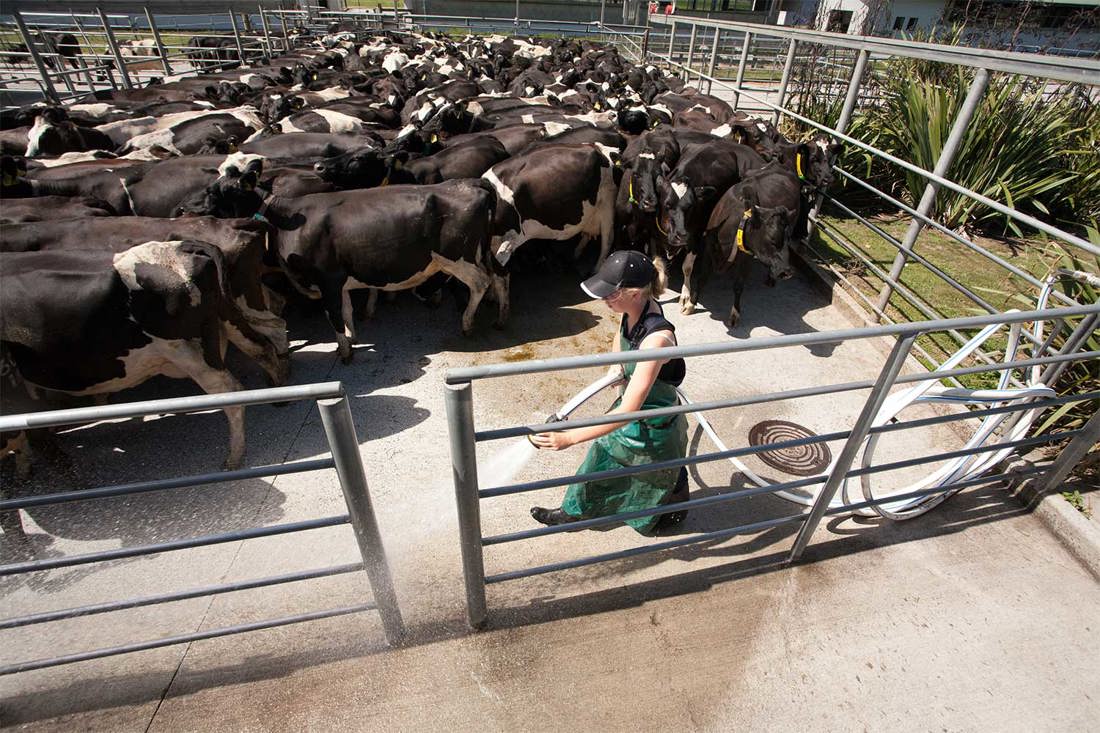 Mastitis Animal Movement Yard Image 1500X1000