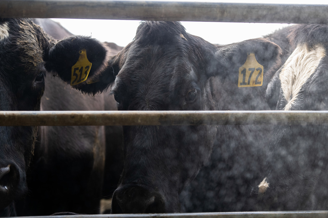 Close up view several black cows as they are preparing for treatment process
