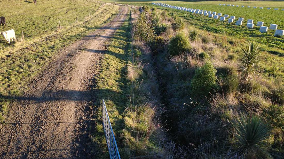 Bodle Emergent Planting Along Farm Drain 1200X675