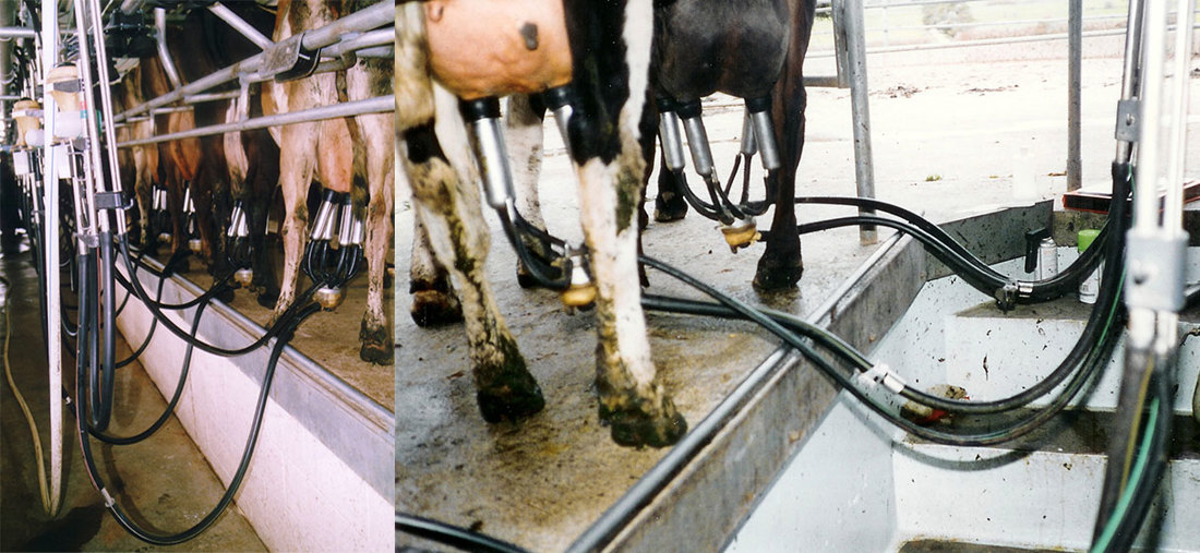 Long Milk Lines