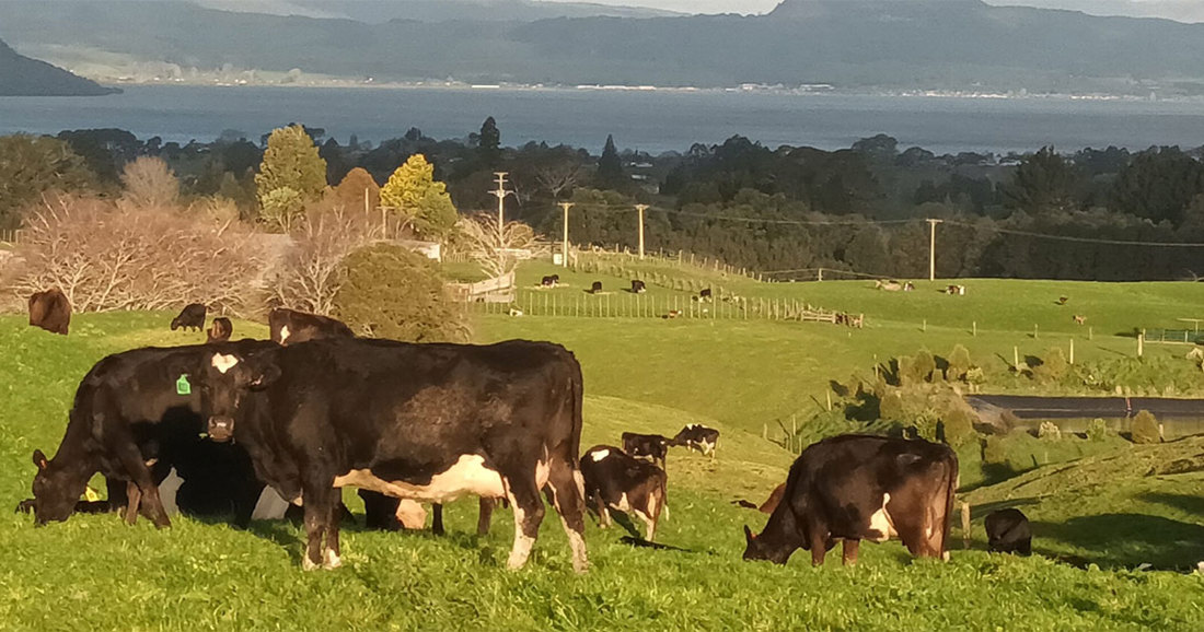 Richard Fowler Cows Landscape OG Image
