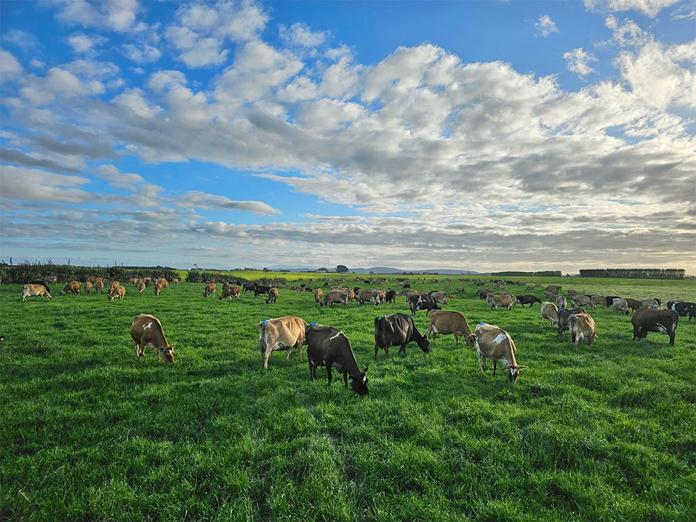 Western Southland Case Study 1000X750