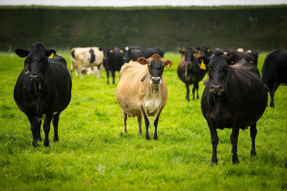 Genetic Gain Tania And Johno Burrows Herd 1500X1000