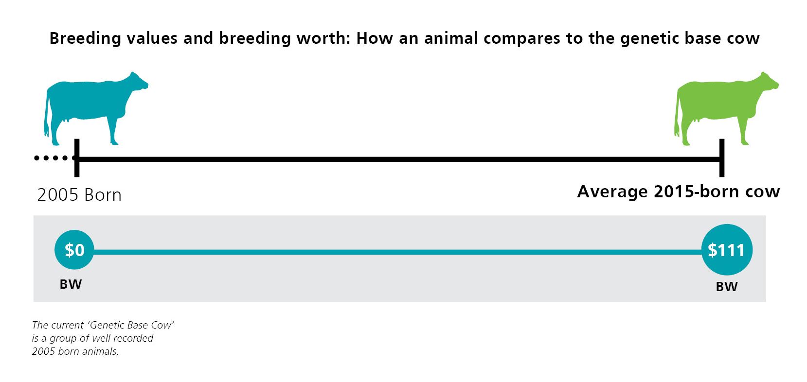 How An Animal Compares To The Genetic Base Cow 2022