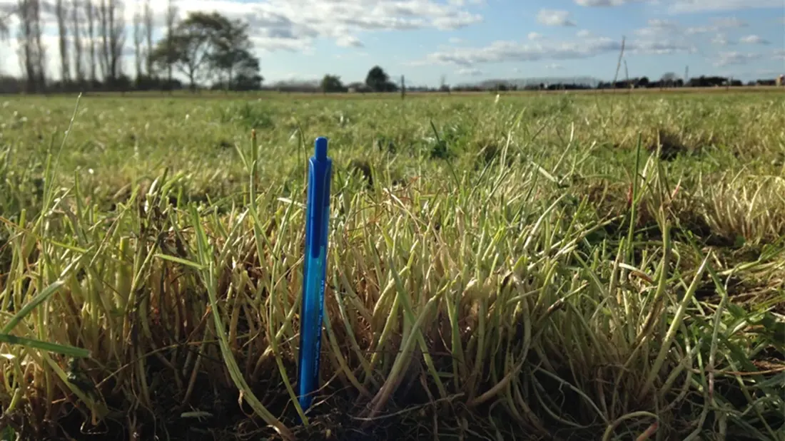 Summer Grass Pod