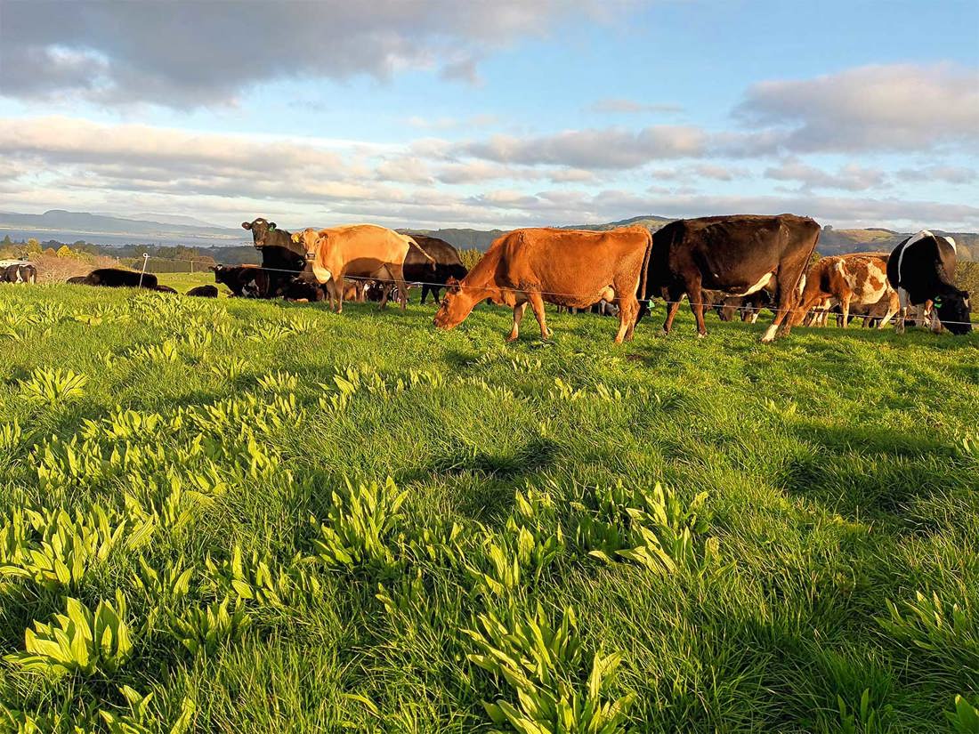 Dairy cows eating plantain as part of New Zealand research investigating low nitrogen options.