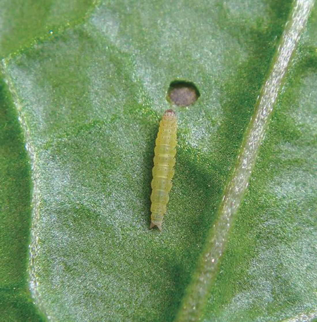 Diamondback Moth Sq