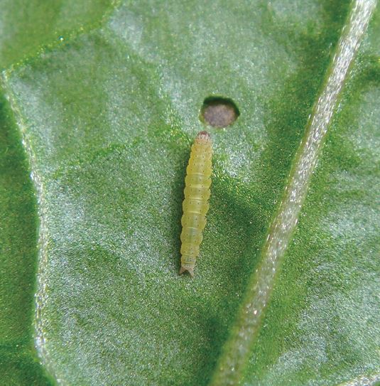 Diamondback Moth Sq