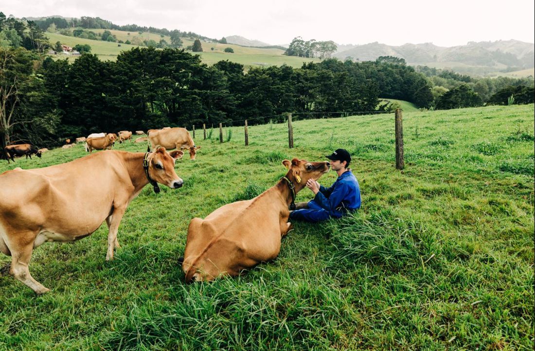 New To Farming Looking After Your Cows Image