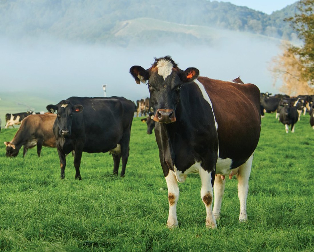 Inside Dairy Production Records Make 24 25 A Season To Beat Listing Summary Image.Png