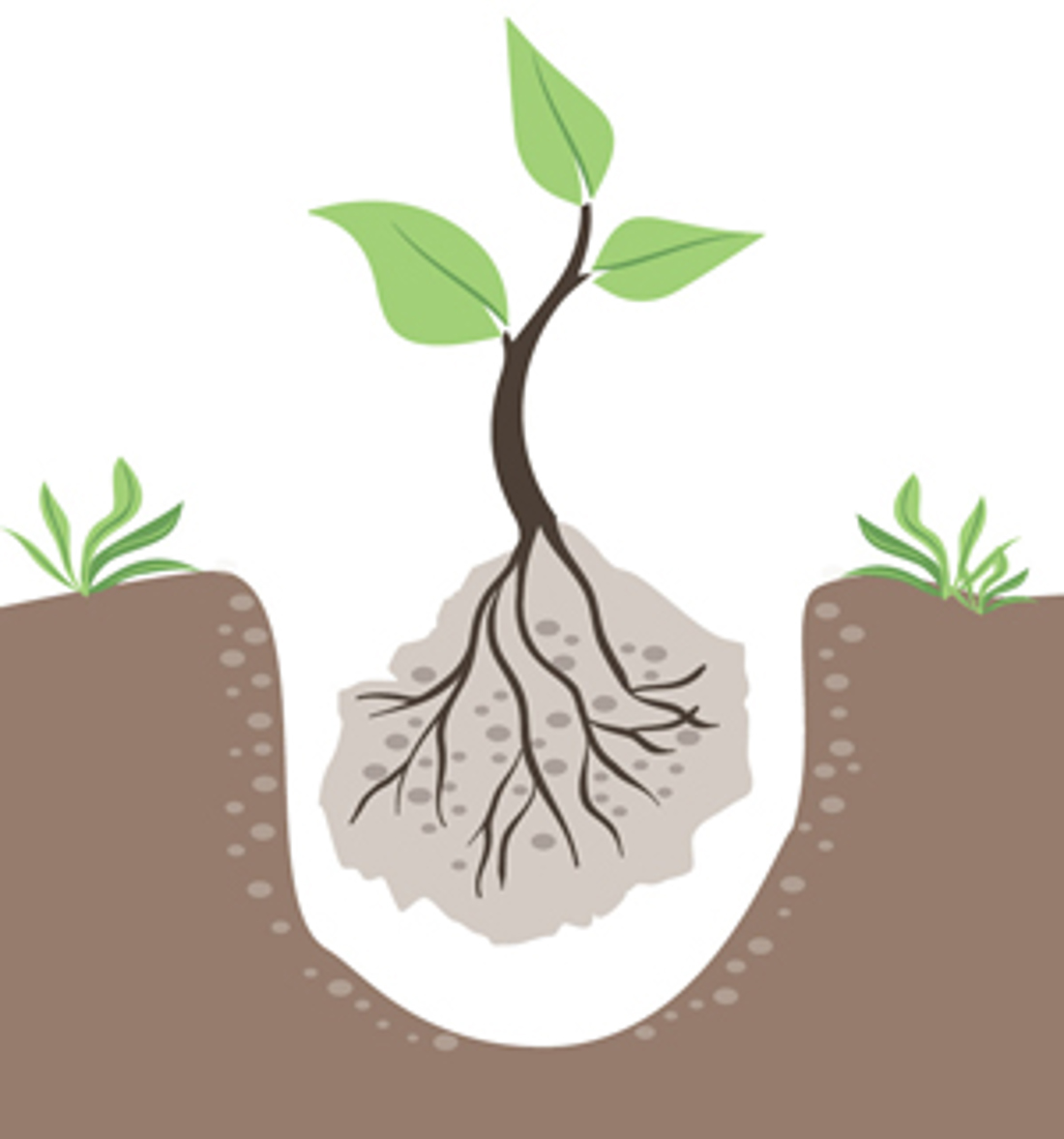 Planting 2