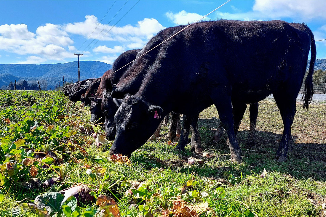 Yearlings On Swedes Early September 2023 1500X1000