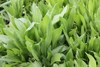 Close up on Plantain