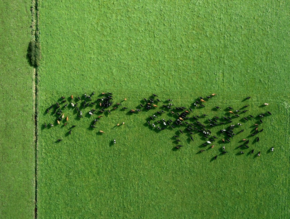 Aerial photo of a New Zealand dairy cow herd in a grass paddock